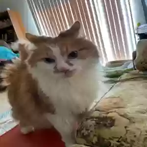 adoptable Cat in Desoto, TX named Atticus